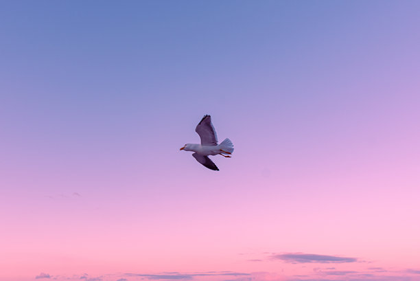 美丽的海浪照片 - 鸟儿在飞翔图片下载