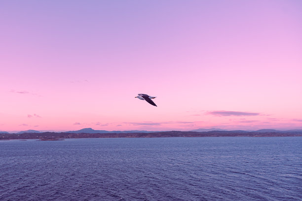 美丽的海浪照片 - 鸟儿在飞翔图片下载