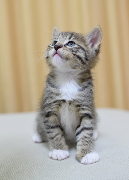 一只可爱的小毛茸茸的虎斑小猫坐在家里的沙发上。一只短尾的库里连波尾猫小猫。竖版照片。图片下载