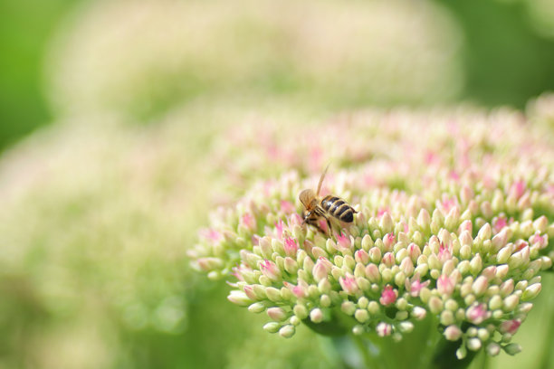 蜜蜂在景天科植物花朵上的特写照片图片下载