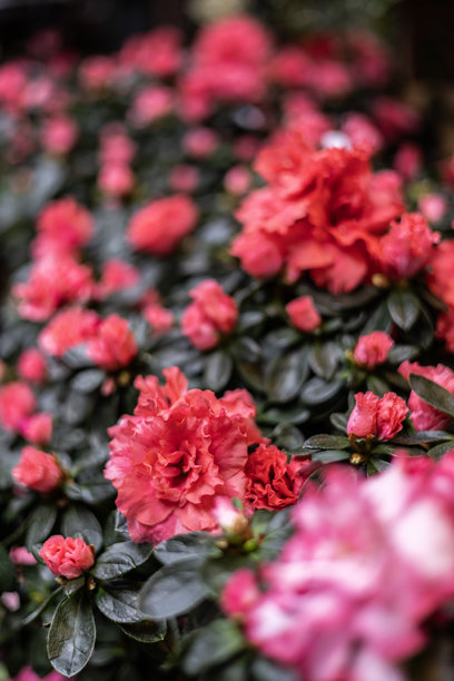 鲜艳的红色和粉色杜鹃花特写，搭配深绿色的叶子。照片采用浅景深，有些花朵清晰可见，而其他花朵则模糊不清。图片下载