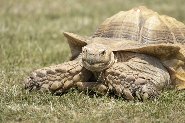 一只沙漠龟躺在草地上的详细照片图片下载