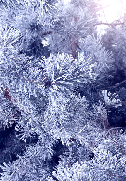 垂直圣诞背景，带有覆盖着霜的松枝。节日冬日横幅，带有结冰的冷杉树枝。节日横幅，以结霜的冷杉枝为特色。照片呈蓝色调。图片下载