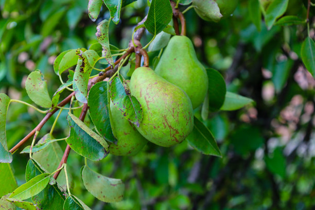 枝头挂着成熟的青梨，掩映在葱郁的绿叶中。照片精美地捕捉了夏日花园的氛围和成熟水果的自然美。图片下载