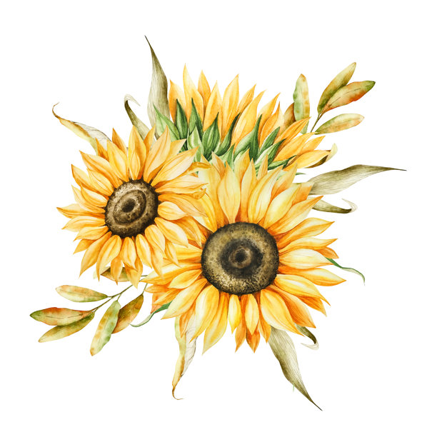 一束水彩风格的亮黄色向日葵，色调温暖，充满秋意。植物手绘插画，孤立于背景之上。非常适合用于季节性、万圣节、森林或自然主题的设计。质朴的叶子，是秋季装饰、林地或有机风格的理想选择。图片下载