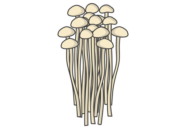 金针菇束矢量图，一种健康的食用菌，常用于日式火锅、炒菜和汤品，非常适合营养、素食、有机农业和烹饪设计项目。图片下载