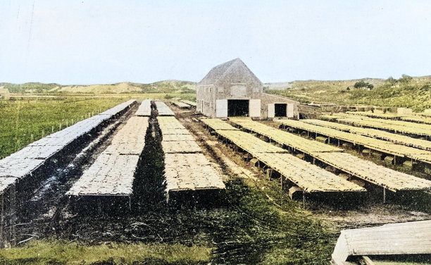 老照片：马萨诸塞州普罗温斯敦的鳕鱼养殖场图片下载