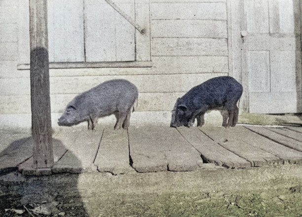 老照片：猪图片下载