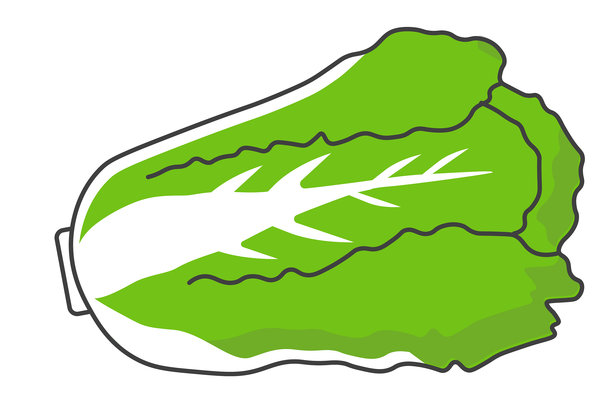 新鲜大白菜叶矢量图，这种健康的绿色蔬菜非常适合火锅、汤和炒菜食谱，可用于有机农业、亚洲美食、健康饮食和养生项目，也适合用于季节性收获的图形设计。图片下载