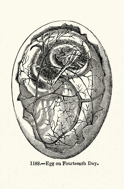 第14天的鸡蛋，鸡卵孵化期，19世纪复古插画图片下载