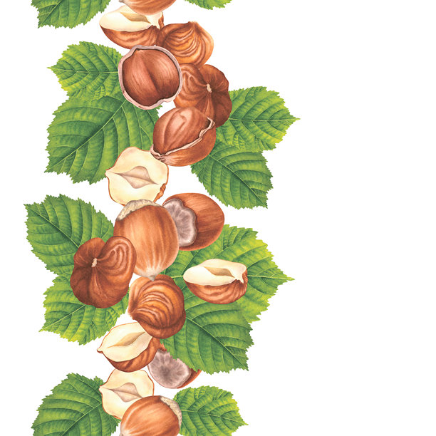 垂直无缝边框，包含去皮的、完整的、半个的榛子仁和绿叶。手工水彩插画，描绘了孤立的榛子背景。用于糖果包装设计。图片下载