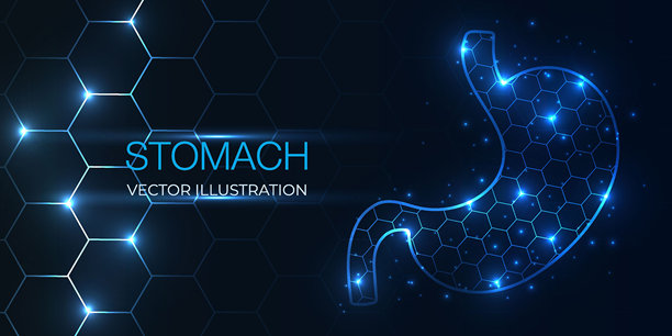 抽象的3D线框人体胃器官，低多边形几何风格。概念胃部护理、癌症、疼痛、科学与技术。矢量插画。图片下载