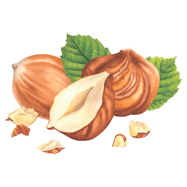 去皮的完整和压碎的榛子，配有绿叶。手绘水彩插画，描绘了林中坚果，背景隔离。用于标签、徽标、包装设计的榛子。健康有机食品。图片下载