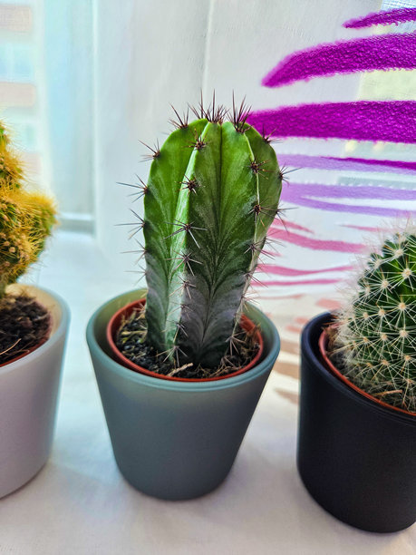 一株仙人掌的特写照片图片下载