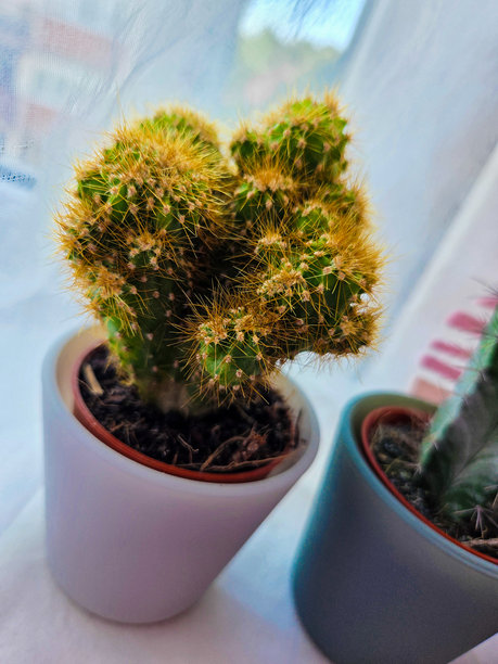 仙人掌的特写照片图片下载