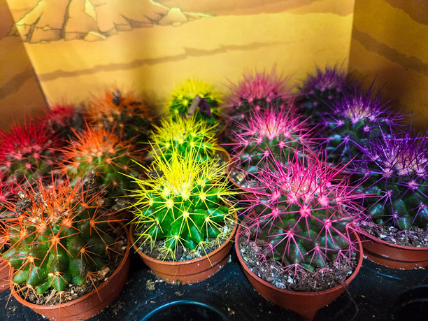 仙人掌的特写照片图片下载