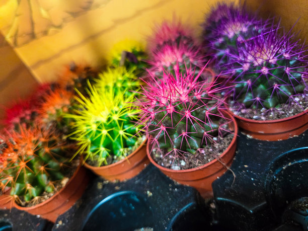 仙人掌的特写照片图片下载