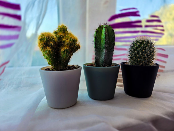 仙人掌的特写照片图片下载