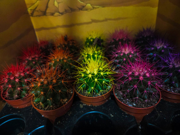 一株仙人掌的特写照片图片下载