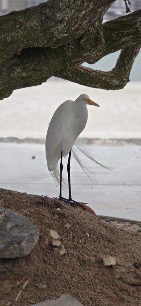 鸟类图片图片下载