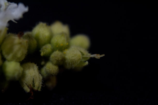 嘻哈风格的花朵微距摄影图片下载