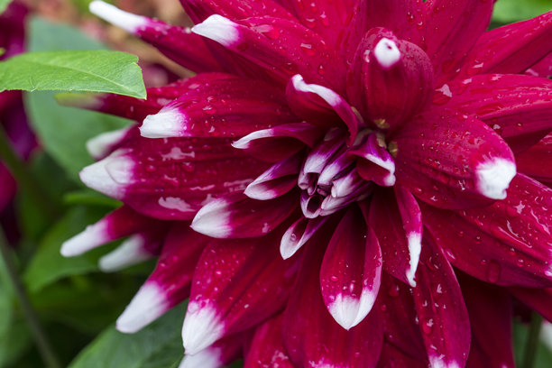 雨滴或露珠下的白色和紫色大丽花，背景虚化，带有散景效果。一朵花的宏观照片。屏保。留有空白。大丽花。菊科。图片下载