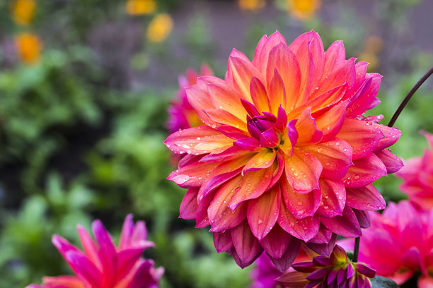 明亮的 dahlias 花朵，上面有雨滴或露珠，背景模糊，带有散景效果。花朵的微距照片。屏保。空白空间。大丽花。菊科。图片下载