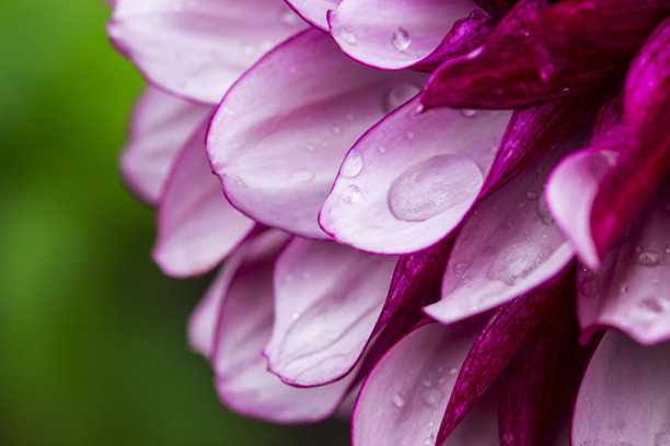 雨滴或露珠中的大丽花。背景虚化，带有散景。花卉微距照片。屏幕保护程序。留有空白。大丽花。菊科。图片下载