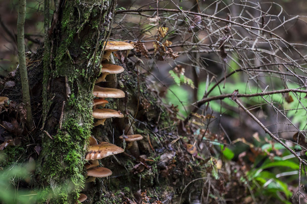 奶蘑菇长在树桩上。在森林中生长的蘑菇的特写照片，背景模糊。屏保。空白空间。特写。樟脑乳菇。乳菇。盘状。</h2>图片下载