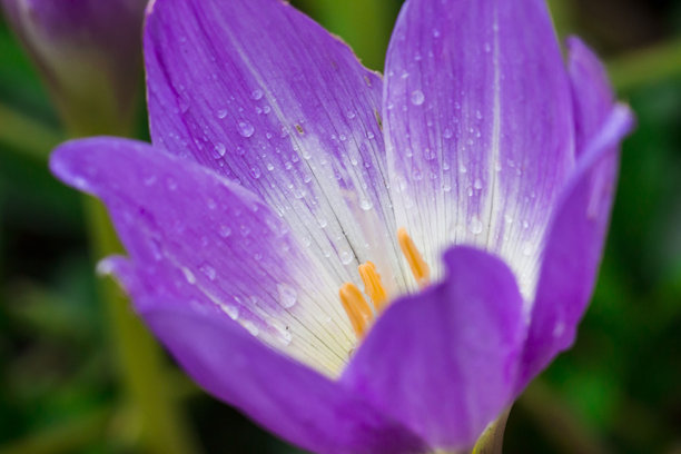 带雨滴或露水的秋水仙，背景虚化带散景。花卉微距照片。藏红花。秋番红花。秋水仙。百合科。有毒。图片下载