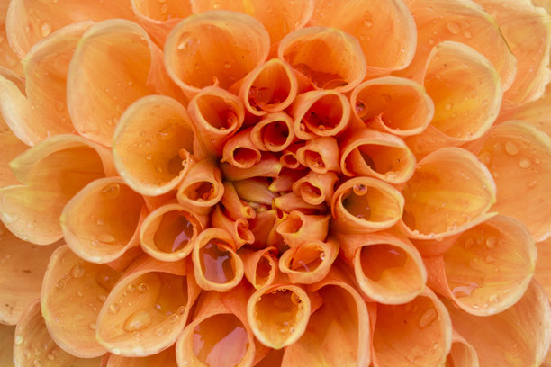 橙色大丽花，带有雨滴或露珠。背景虚化，带有散景。多彩的花卉微距照片。屏保。留白。创意空白。大丽花。菊科。图片下载