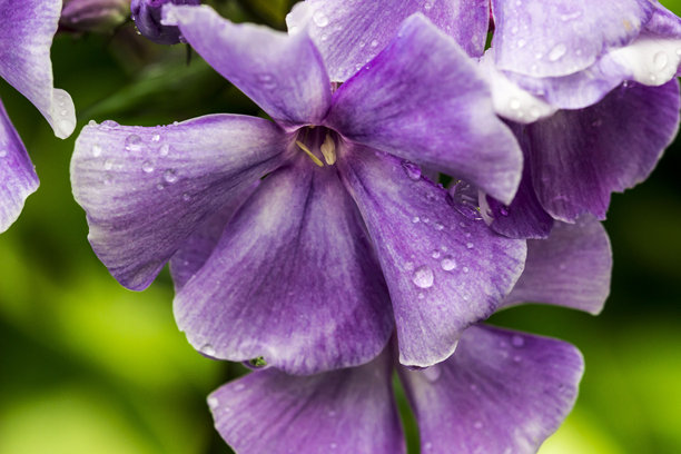 雨滴或露珠的紫色福禄考花。背景虚化，带有散景。色彩缤纷的花朵特写照片。屏保。留白。创意素材。图片下载