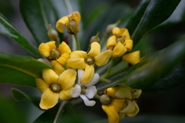 海桐 '黄白花' 宏观照片。也被称为澳大利亚月桂、日本海桐、假橙和日本芝士树，是一种芳香开花植物。图片下载