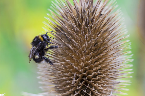 模糊背景下的蓟花，带有散景效果。植物的微距摄影。屏保。空白空间。特写。创意图片。山萝卜属。忍冬科。山萝卜亚科。蓟。图片下载