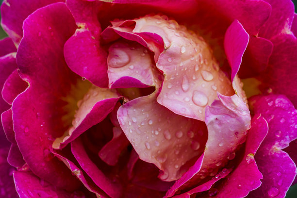 模糊背景下的玫瑰，带有散景效果。植物的微距摄影。屏幕保护程序。留有空白。特写。创意图片。图片下载