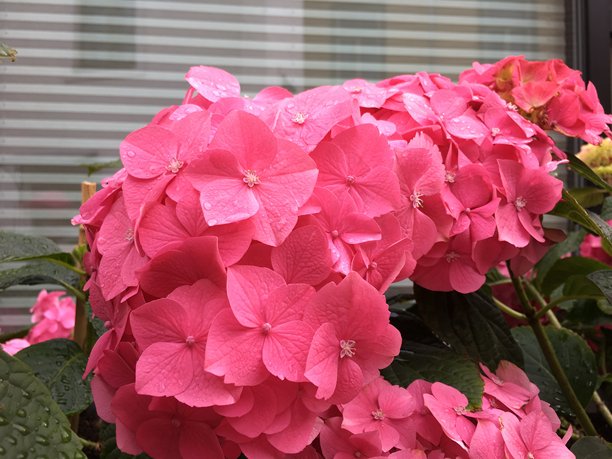 美丽的粉色花朵素材图片图片下载