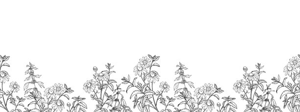 手绘墨水风格的镇静草药矢量无缝边框。洋甘菊和薄荷的图形插图。草本茶和芳香精油设计的模板图片下载