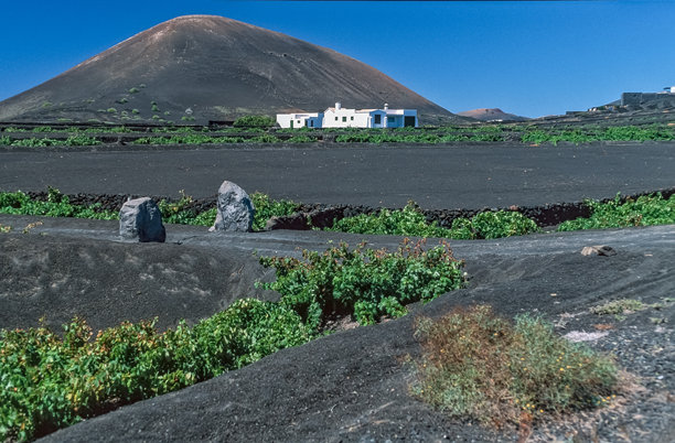 扫描的历史彩色照片，展示了兰萨罗特岛“La Geria”地区典型葡萄园的景象，葡萄藤种植在所谓的“Zocos”中，土壤为深色的火山灰，拍摄于2000年9月17日。图片下载