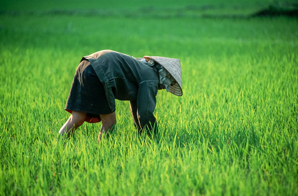 越南北部红河谷稻田里，一位年轻的越南女性正在收割稻谷的历史彩色照片。1995年3月25日图片下载