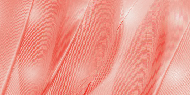 羽毛的自然横幅，美丽的自然纹理，细节精致，蓬松的粉色番石榴色羽毛特写。抽象的羽毛宏观照片。平滑的渐变色，富有表现力的结构。图片下载