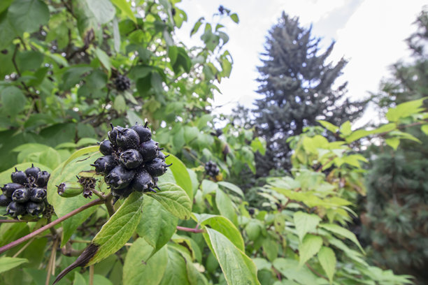 刺五加。五加科。家庭花园中的西伯利亚人参。浆果特写微距照片。广角视野。微距风景。留白。可供文本输入的空间。图片下载