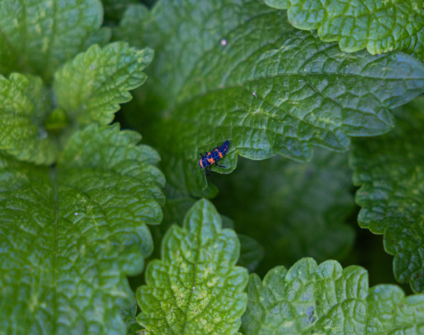 花园图片、自然、野生动物、花卉和城市。图片下载