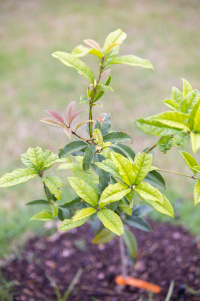 花园照片、自然、野生动物、花卉和城市。图片下载