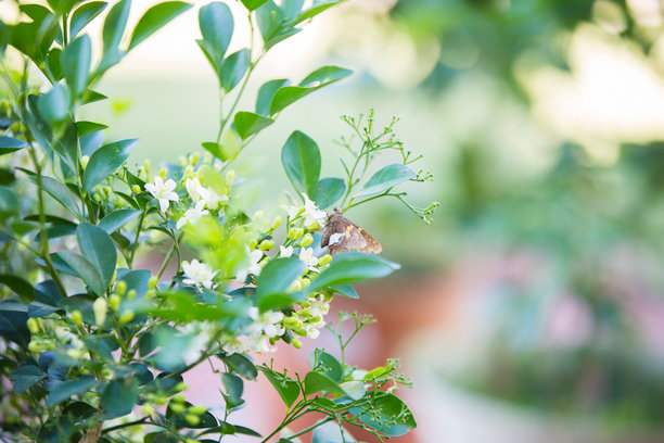 花园图片，自然，野生动物，花卉和城市。图片下载