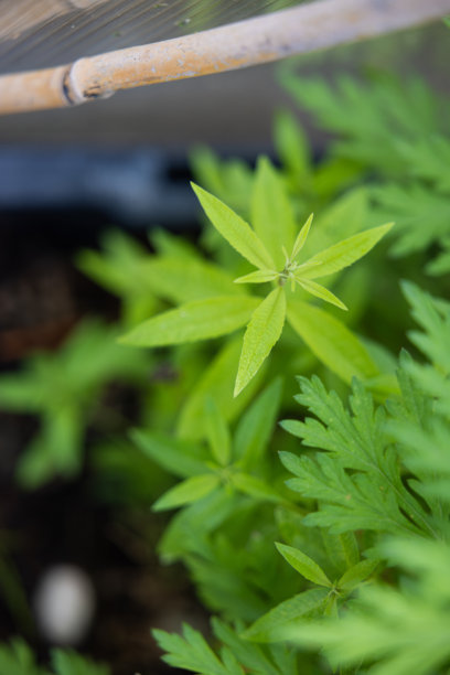 花园图片，自然，野生动物，花卉和城市。图片下载