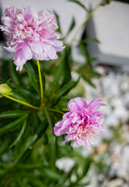 花园图片、自然、野生动物、花卉和城市。图片下载