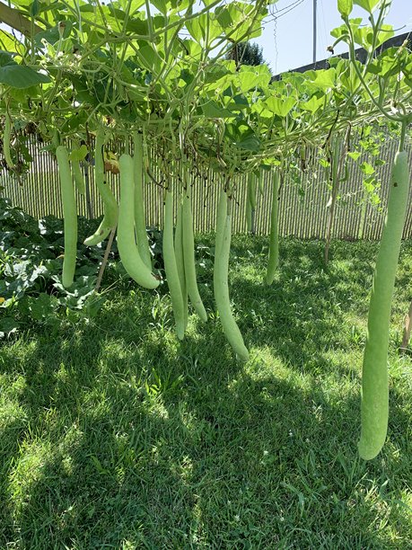 花园图片，浪漫景观，极限运动和热水浴池。图片下载