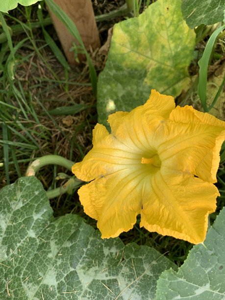 花园图片，浪漫景观，极限运动，和温泉。图片下载