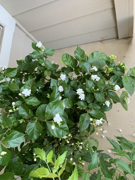 花园照片、浪漫景观、极限运动和温泉。图片下载