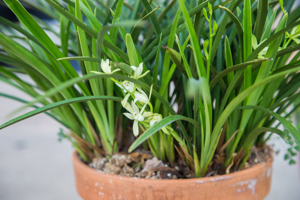 花园图片、浪漫景观、极限运动和温泉。图片下载